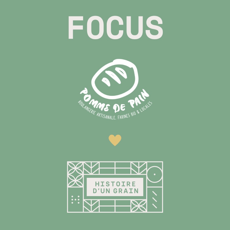 Template « Focus », mise en avant d'un produit ou d'une actualité